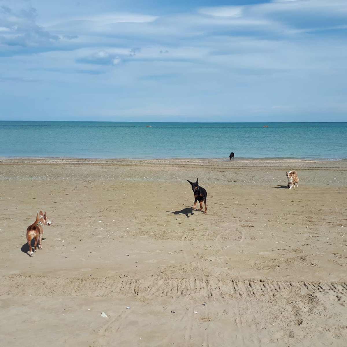 q_hundestrand_pergola_agricamping-merlino-pergola-1